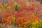 USA, Minnesota, Superior National Forest. Autumn forest colors. Art Print